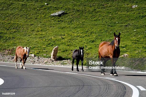 Caballos Salvajes En La Calle Foto de stock y más banco de imágenes de Actividad - Actividad, Aire libre, Alazán - Color de caballo