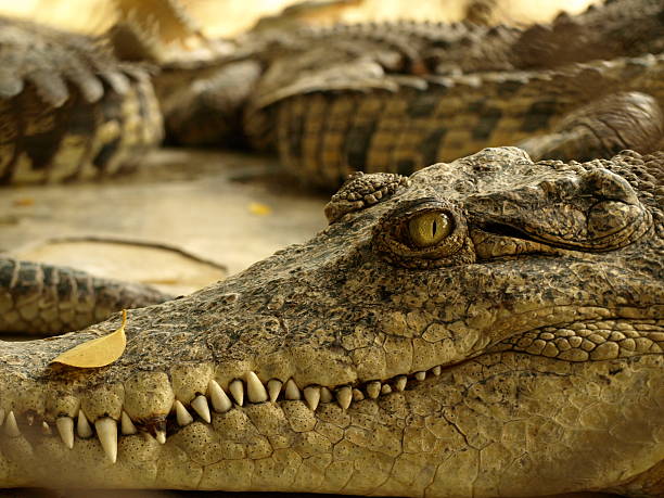 crocodile crocodile with evil grin and glaring eye sitting still ready to strike chinese alligator alligator sinensis stock pictures, royalty-free photos & images