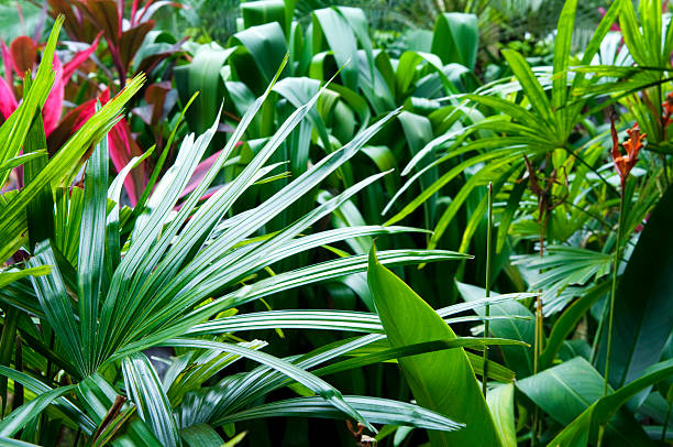 Tropical garden Tropical vegetation. ornamental garden palm tree bush flower stock pictures, royalty-free photos & images