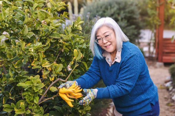 istock Asian woman picking fruit in garden 1468893571