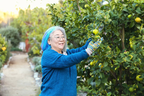 istock Asian woman picking fruit in garden 1468893769