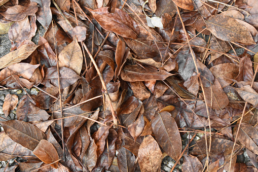 a pile of dry leaf litter on the ground.