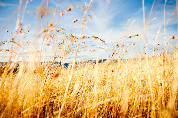 Golden grass stock photo