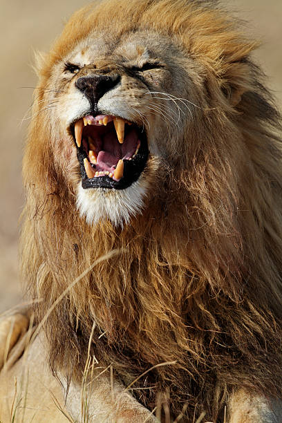 istock Lion showing teeth, Serengeti, Tanzania 146889507