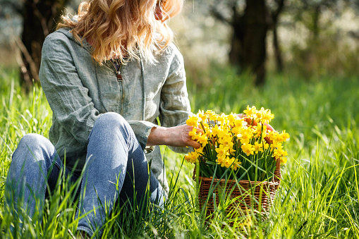 Spring season in nature. Woman with daffodil flowers in wicker basket sitting in grass. Relaxation outdoors