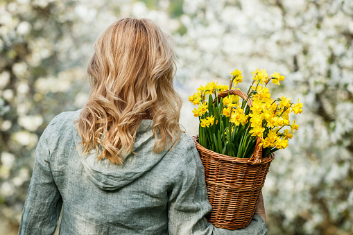 Woman with daffodil flowers in wicker basket walking in blooming orchard. Spring season in nature