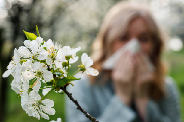 Woman sneezing and blowing nose in blooming park Woman sneezing and blowing nose in blooming park. Spring pollen allergy and hay fever. Selective focus on blossom nose flower stock pictures, royalty-free photos & images