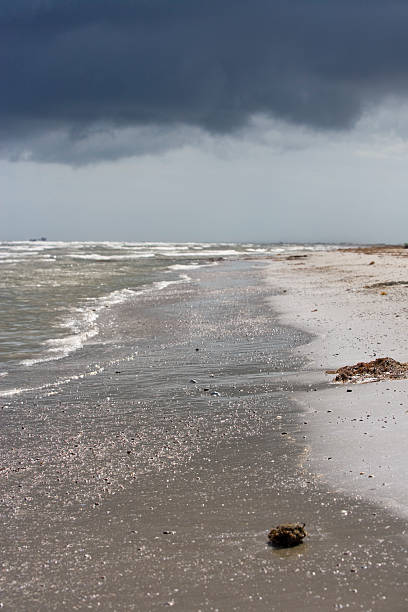 Tarballs na plaży – zdjęcie