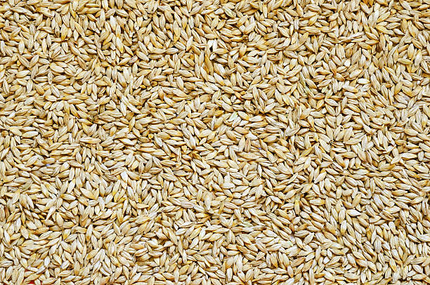 istock Background of barley grains 146889666