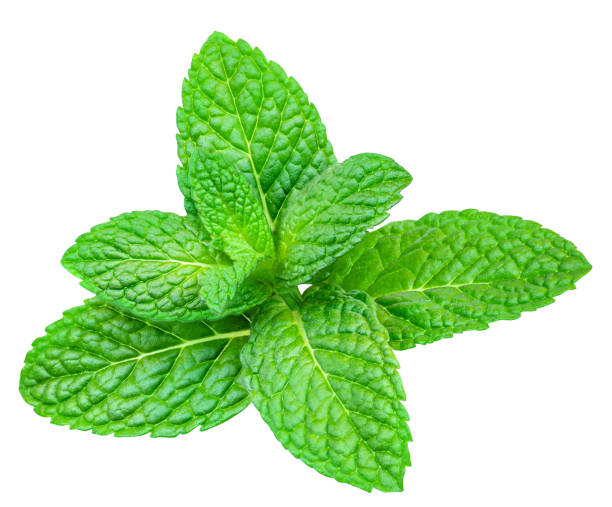 istock Fresh Lemon balm (Melissa officinalis) leaves isolated on a white background. Melissa, Mint, Peppermint close-up 1468896668