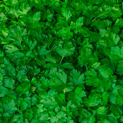 Green Parsley leaf background. Parsley or garden parsley Macro texture image. Pattern