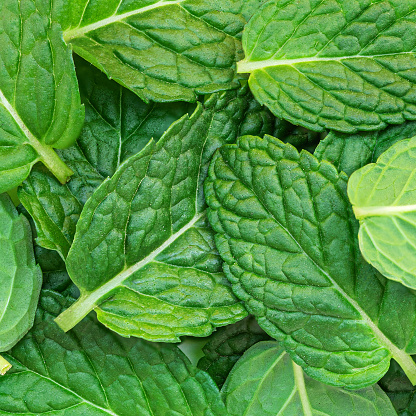 Fresh Mint  Leaves  Grow Background. Green Melissa, peppermint plant closeup.