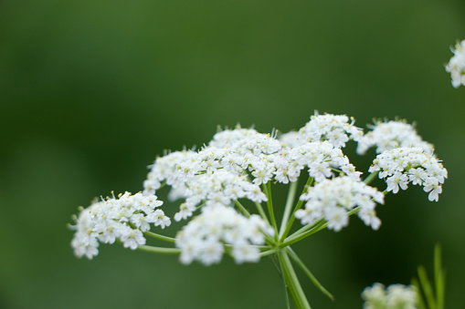 Bee collects pollen for honey from white flower. Anise flower field. caraway flower. Fresh medicinal plant. Blooming cumin field background on summer sunny day.