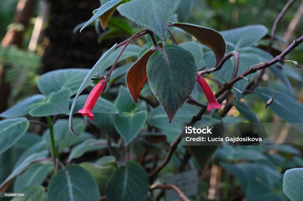 Tropical plant in Latin called Sinningia reitzii in in bloom. Tropical plant in Latin called Sinningia reitzii in in bloom. Its dark green leaves are thickly covered with fine hair. The flowers are red and they contrast with the foliage. Autumn Leaf Color Stock Photo