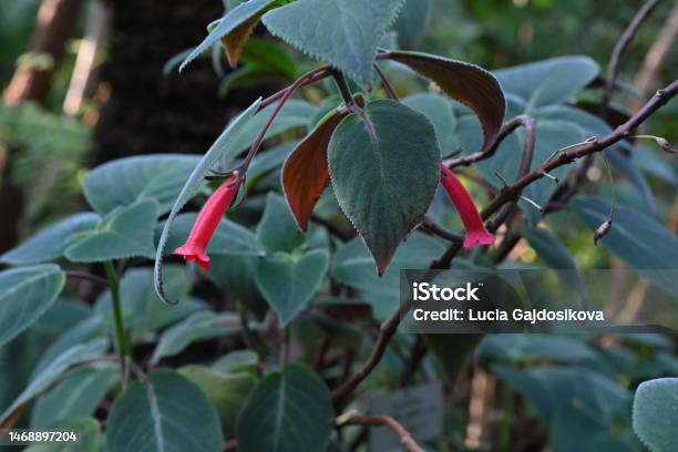Tropical Plant In Latin Called Sinningia Reitzii In In Bloom Stock Photo - Download Image Now