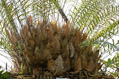Basket fern, in Latin called drynaria rigidly, is a species of a tropical fern. It  grows as an epiphyte or lithophyte. Low angle view in a greenhouse of a botanic garden.