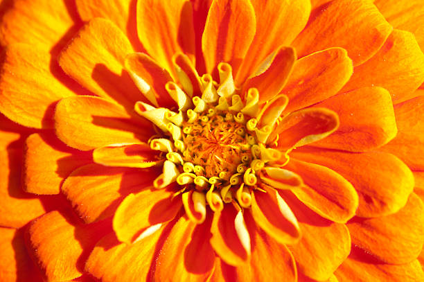 istock Golden chrysanthemum closeup. Focus on middle petals 146889736