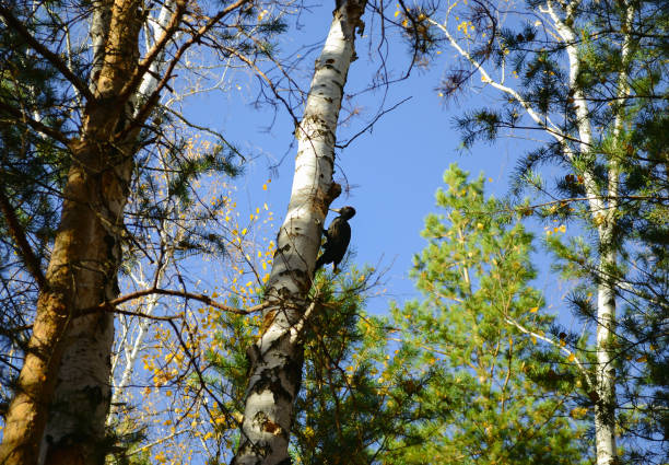 I got close enough to the woodpecker, but he was engrossed in his work and did not notice me
