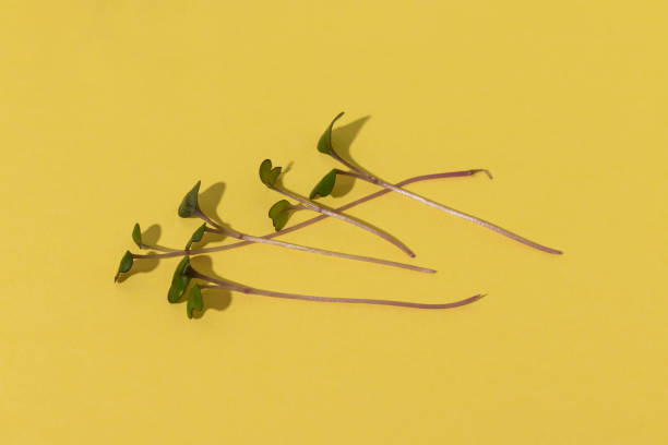 istock Microgreens of red cabbage on yellow background. 1468897550