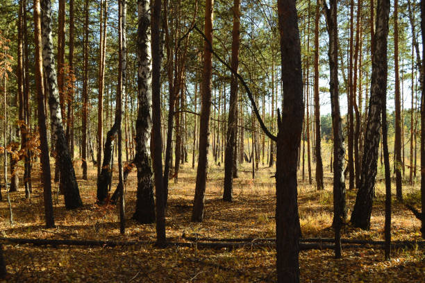 istock Dense thicket with many trees in the autumn forest lit by the sun 1468897632
