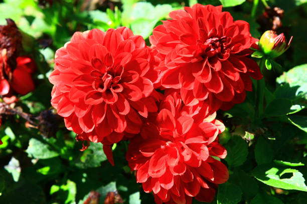 istock blooming Dahlia flowers 1468897722