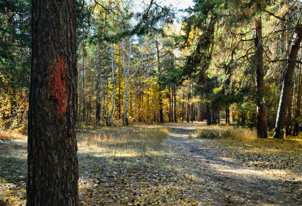 Autumn is the perfect time for photography