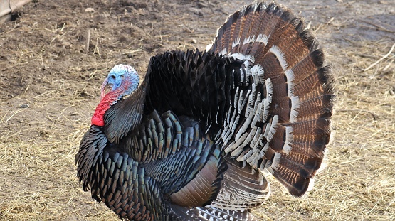 Male wild turkeys in bare winter woods. Taken in Connecticut.