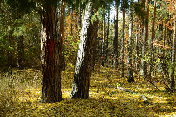 A soft autumn forest landscape with tall trunks and a carpet of fallen yellow-brown leaves, where green-yellow foliage still remains in the background, creating a transitional atmosphere.