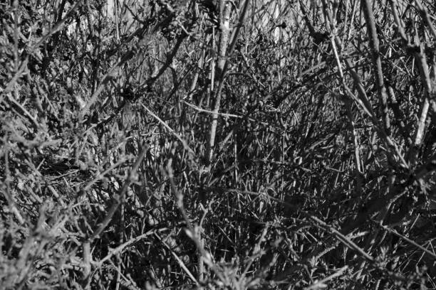 istock wood black and white texture 1468898509