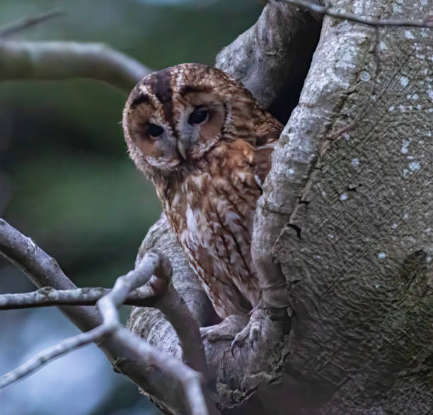 istock Tawny owl 1468898642