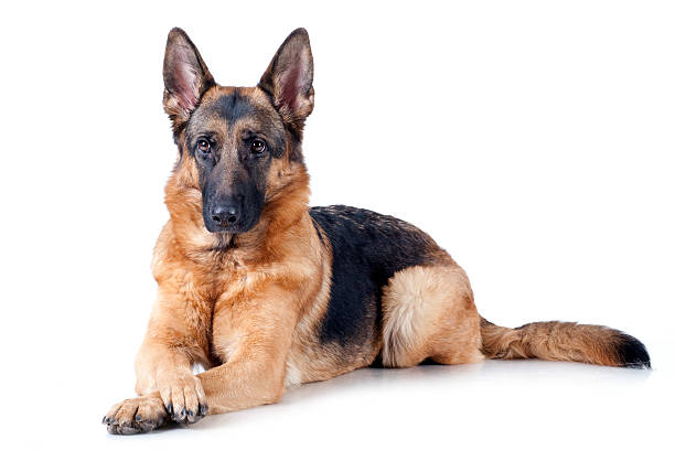 German Shepherd isolated on white German Shepherd lying in front, isolated on white background, studio shot. german shepherd stock pictures, royalty-free photos & images