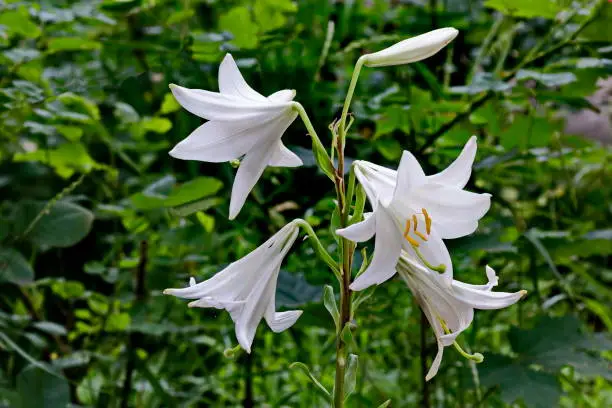 Photo of Twig with white flowers of Madonna Lily or Lilium candidum