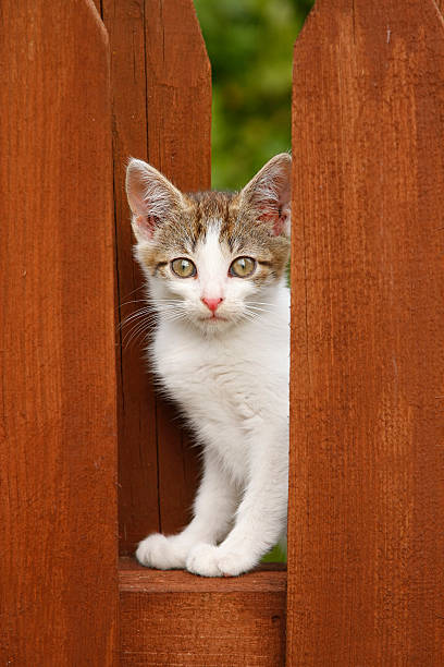 kitten on the wooden fence stock photo