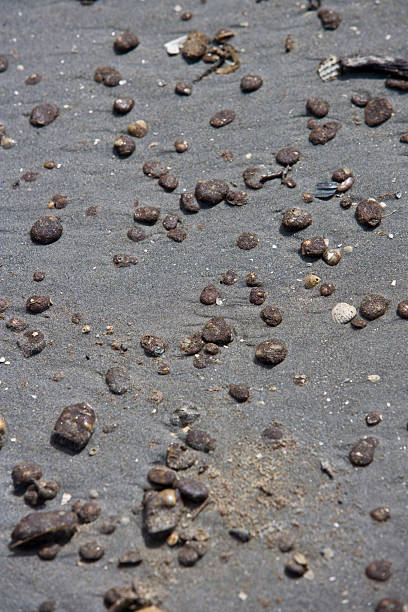 Tarballs na plaży – zdjęcie