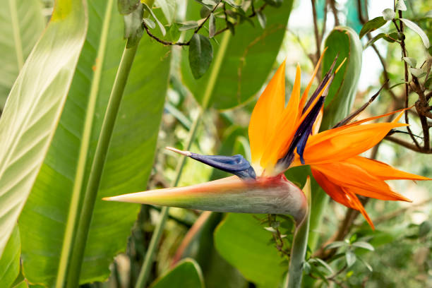 istock orange strelitzia flower in the garden 1468901448