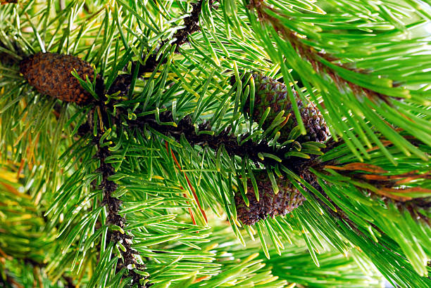 Pine tree stock photo