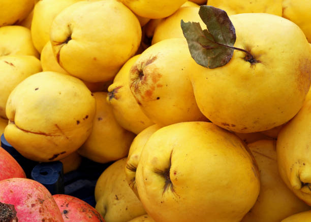 istock organic and fresh quinces on the market stall 1468903615