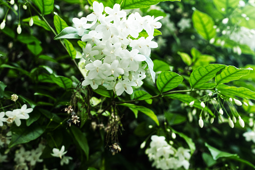 Jasmine bush in bloom
