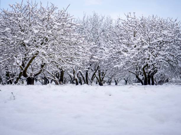 Snow landscape stock photo