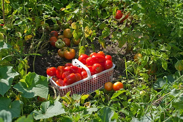 Landscape view of a basket of ripe field tomatoes sitting in the garden.