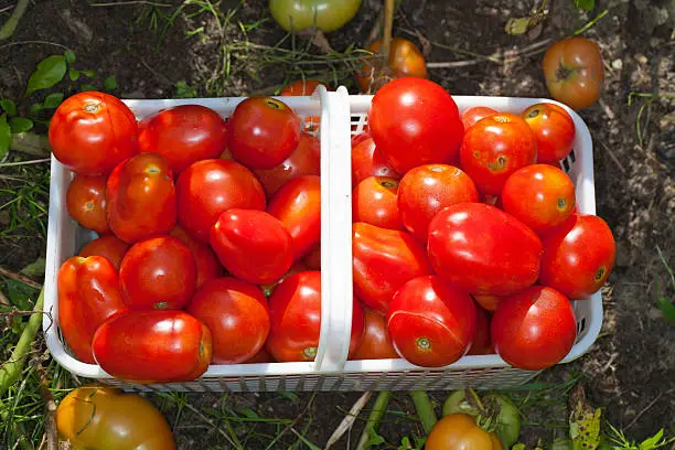 Close-up of a basket of ripe fie;d tomatoes sitting in the garden.