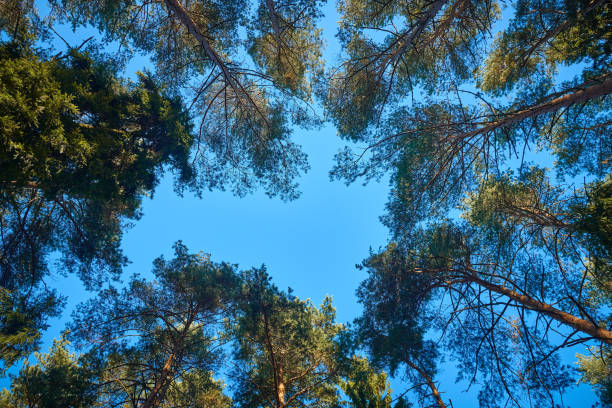 istock Pine forest crowns and blue fall sky. Bottom view on tall forest trees woods canopy. Trunks and branches with autumn lush 1468906318