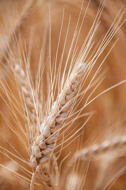 istock Stalk of Wheat 146890649