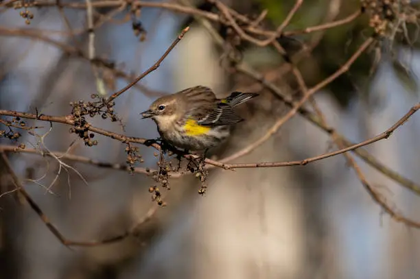 Photo of Yellow Rumped Warbler