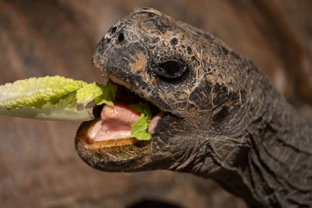 istock Galapagos Tortoise eating lettuce 1468906777