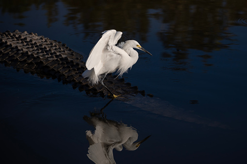 Snowy Egret flying to land on the back of an alligator