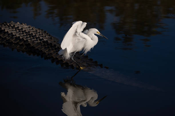 Snowy Egret landing on alligator stock photo