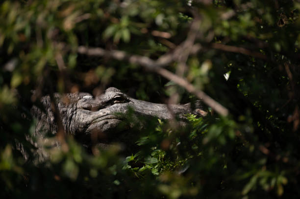 Ameirican alligator stock photo