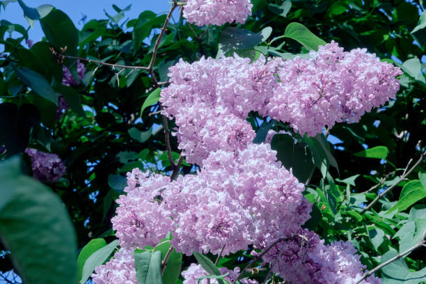 istock Lilac flowers blooming in the spring garden. 1468907119