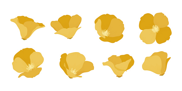 Set of california poppy blooming flowers illustration.